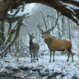 On Body and Soul (2017)